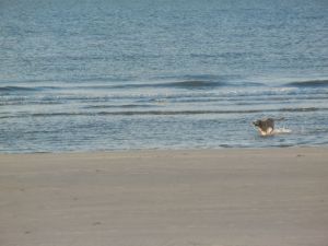 Dog on HH Beach